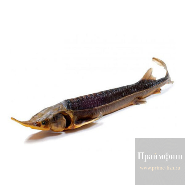 Осетр холодного копчения, 1кг