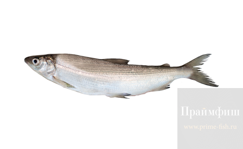 Омуль СМ, 1кг