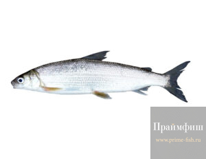 Муксун СМ, 1кг