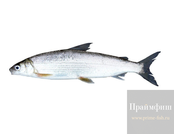 Муксун СМ, 1кг