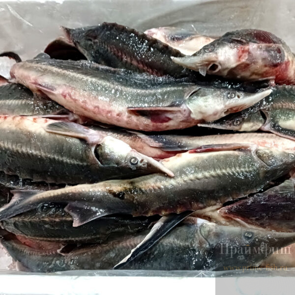Стерлядь охлаждённая, 1кг