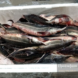 Стерлядь охлаждённая, 1кг
