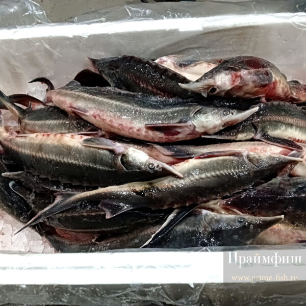 Стерлядь охлаждённая, 1кг