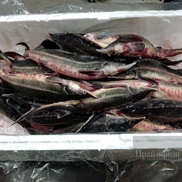 Стерлядь охлаждённая, 1кг