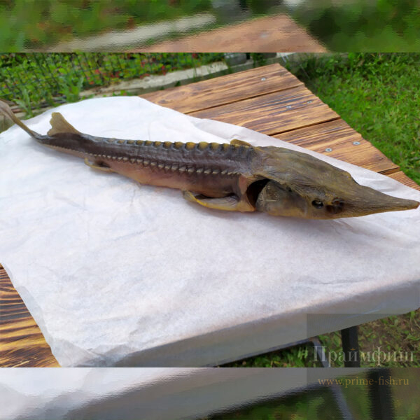 Осетр холодного копчения, 1кг