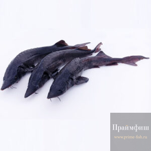 Осетр свежевыловленный, 1кг