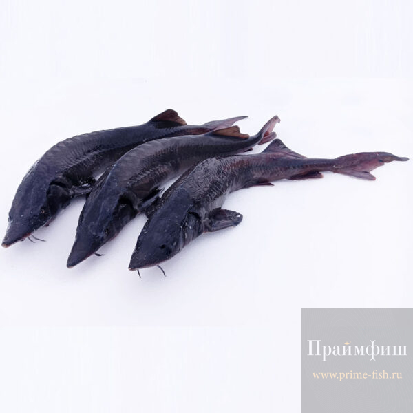 Осетр свежевыловленный, 1кг