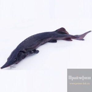 Осетр свежевыловленный, 1кг