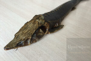 Живой осетр