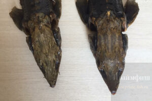 Цена за 1 кг осетра в Новосибирске