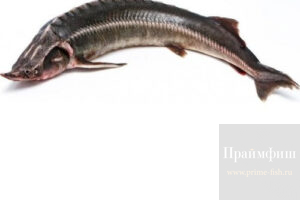 Полезная рыба — стерлядь