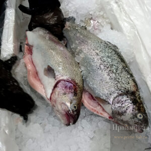 Форель потрошенная с головой