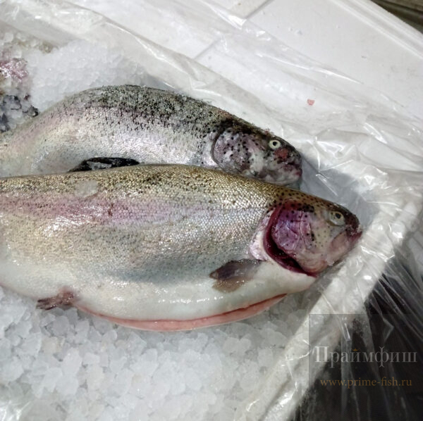 Форель потрошенная с головой