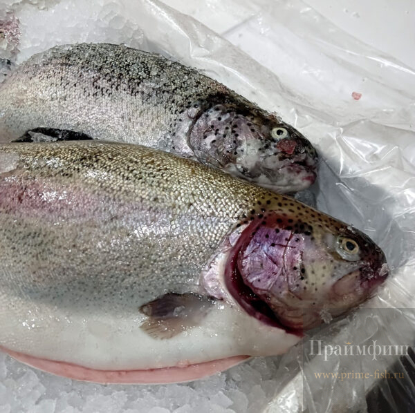 Форель потрошенная с головой