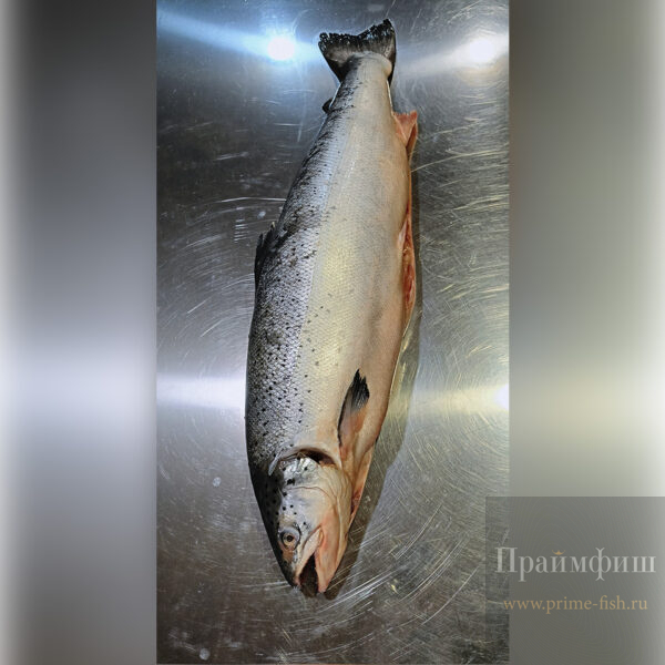 Сёмга ПСГ, 3-4 кг