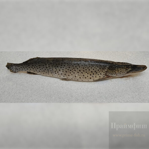 Щука, свежемороженая, 1 кг